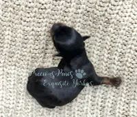 Jasper, a male Yorkshire Terrier for sale in League City, TX – Photo 4 of 6