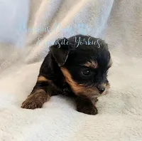Jasper, a male Yorkshire Terrier for sale in League City, TX – Photo 6 of 8