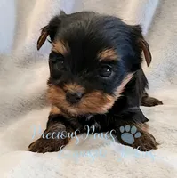 Jasper, a male Yorkshire Terrier for sale in League City, TX – Photo 4 of 8