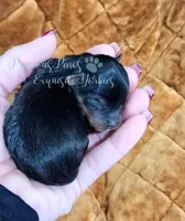 Jasper, a male Yorkshire Terrier for sale in League City, TX – Photo 3 of 6