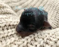 Jasper, a male Yorkshire Terrier for sale in League City, TX – Photo 1 of 6