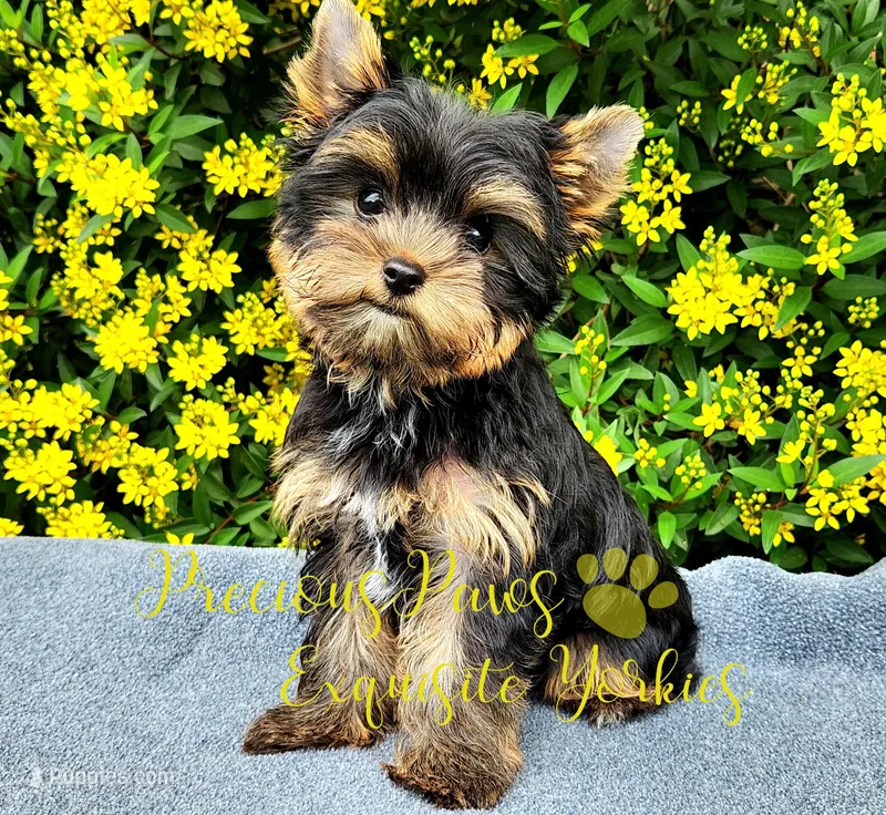 Jasper  – Yorkshire Terrier puppy for sale in League City, TX
