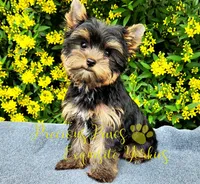 Jasper  *RESERVED *, a male Yorkshire Terrier for sale in League City, TX – 1 of 6