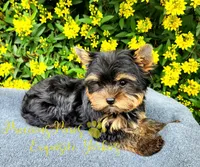 Jasper  *RESERVED *, a male Yorkshire Terrier for sale in League City, TX – 2 of 6