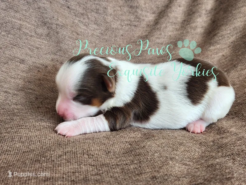 Lennox  – Yorkshire Terrier puppy for sale in League City, TX