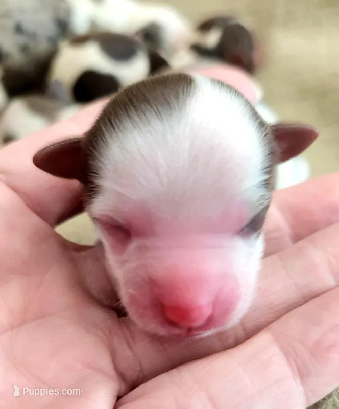 Lennox , a male Yorkshire Terrier for sale in League City, TX – Photo 1 of 2