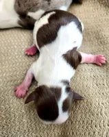 Lennox , a male Yorkshire Terrier for sale in League City, TX – Photo 2 of 2