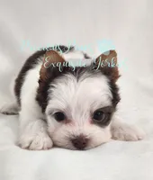 Lennox , a male Yorkshire Terrier for sale in League City, TX – 7 of 7