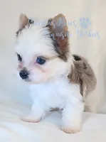 Legend, a male Yorkshire Terrier for sale in League City, TX – 4 of 6
