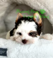 Lennox **PENDING **, a male Yorkshire Terrier for sale in League City, TX – 3 of 5