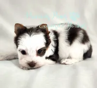Lennox , a male Yorkshire Terrier for sale in League City, TX – 5 of 7