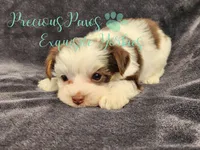 Lennox , a male Yorkshire Terrier for sale in League City, TX – 4 of 4