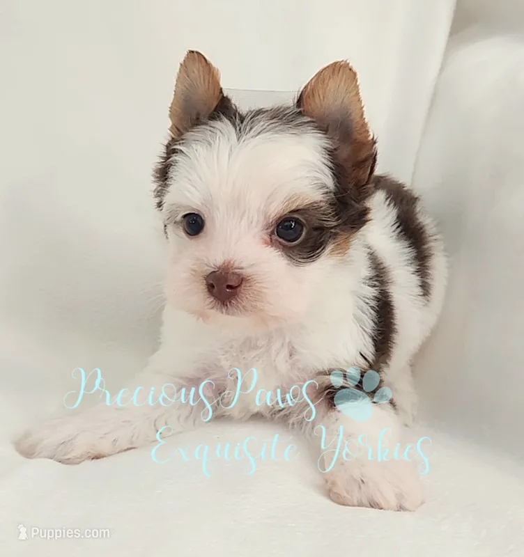 Lennox  – Yorkshire Terrier puppy for sale in League City, TX