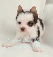 Lennox , a male Yorkshire Terrier for sale in League City, TX – 1 of 7
