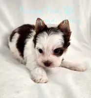 Lennox , a male Yorkshire Terrier for sale in League City, TX – 6 of 7