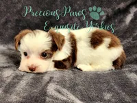 Lennox , a male Yorkshire Terrier for sale in League City, TX – 2 of 4
