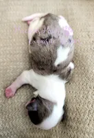 Londyn ** RESERVED , a female Yorkshire Terrier for sale in League City, TX – Photo 2 of 2