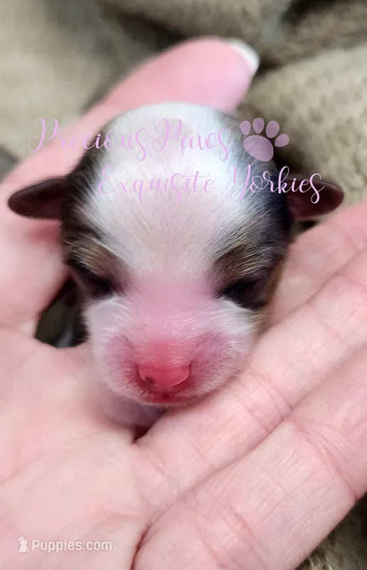 Londyn ** RESERVED , a female Yorkshire Terrier for sale in League City, TX – Photo 1 of 2