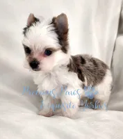 Legend, a male Yorkshire Terrier for sale in League City, TX – 3 of 6