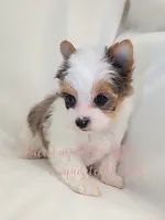 Londyn ** RESERVED , a female Yorkshire Terrier for sale in League City, TX – 6 of 6