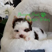 Lennox **PENDING **, a male Yorkshire Terrier for sale in League City, TX – 5 of 5