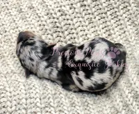 Jewel, a female Yorkshire Terrier for sale in League City, TX – Photo 3 of 6