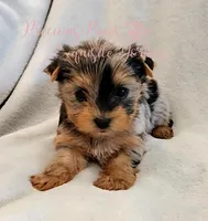 Jewel ** RESERVED**, a female Yorkshire Terrier for sale in League City, TX – Photo 3 of 6