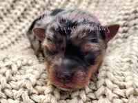 Jewel, a female Yorkshire Terrier for sale in League City, TX – Photo 1 of 6