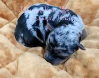 Jewel, a female Yorkshire Terrier for sale in League City, TX – Photo 4 of 6