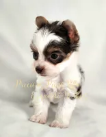 Lainey ** RESERVED , a female Yorkshire Terrier for sale in League City, TX – 5 of 7