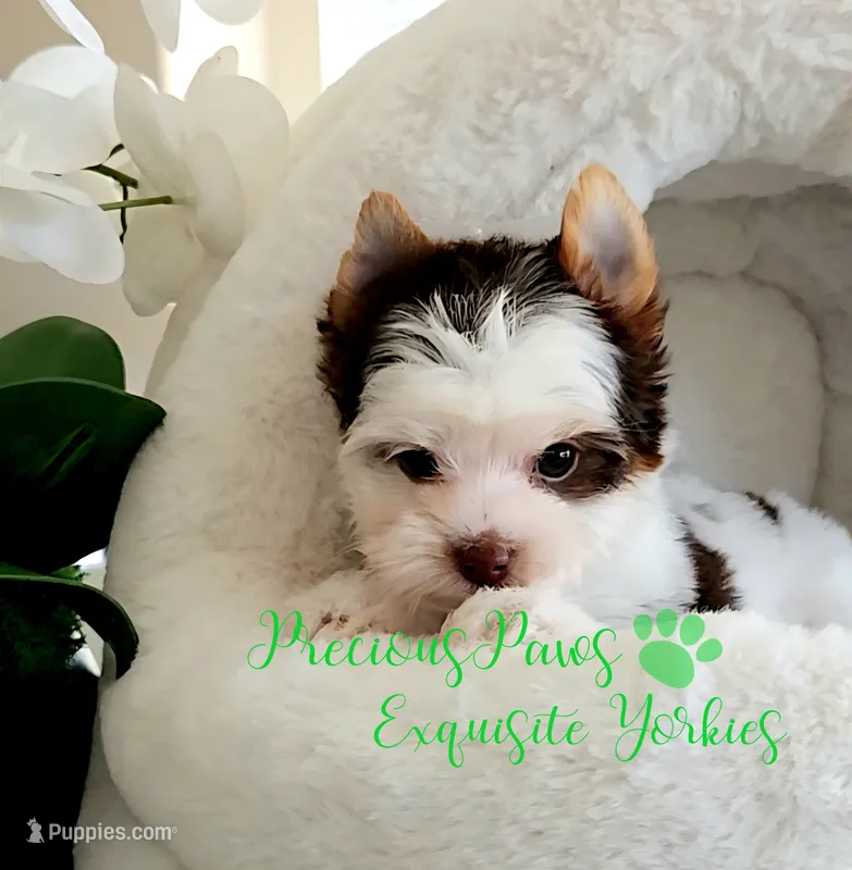 Lennox **PENDING ** – Yorkshire Terrier puppy on hold in League City, TX
