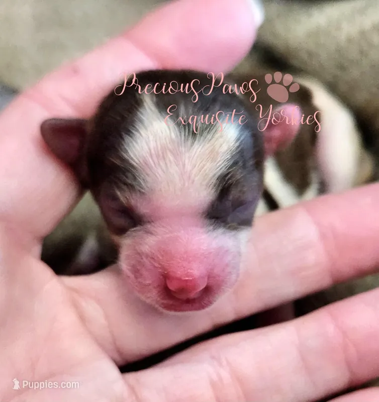 Lainey ** RESERVED , a female Yorkshire Terrier for sale in League City, TX – Photo 1 of 2