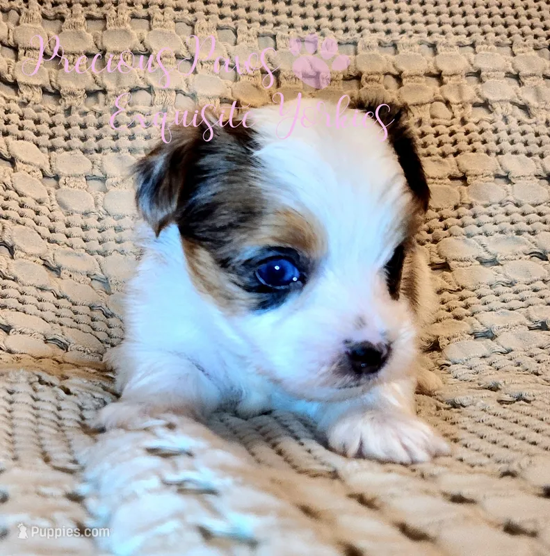 Londyn ** RESERVED  – Yorkshire Terrier puppy on hold in League City, TX