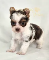 Lainey ** RESERVED , a female Yorkshire Terrier for sale in League City, TX – 6 of 7