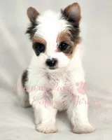 Londyn ** RESERVED , a female Yorkshire Terrier for sale in League City, TX – 2 of 6
