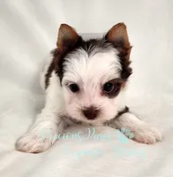 Lennox , a male Yorkshire Terrier for sale in League City, TX – 3 of 7