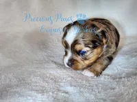 Kayson** RESERVED , a male Yorkshire Terrier for sale in League City, TX – Photo 6 of 6