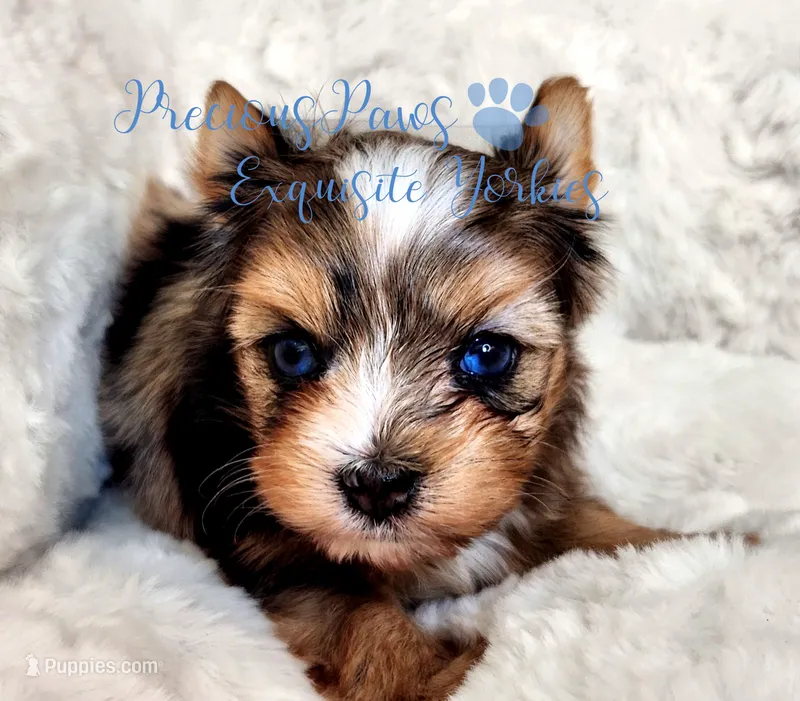 Kayson** RESERVED  – Yorkshire Terrier puppy on hold in League City, TX