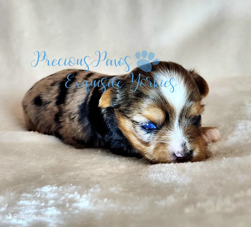 Kayson – Yorkshire Terrier puppy for sale in League City, TX
