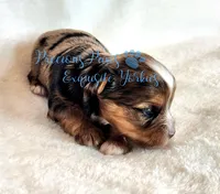 Kayson** RESERVED , a male Yorkshire Terrier for sale in League City, TX – Photo 3 of 6