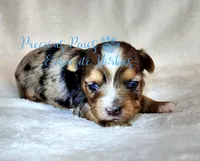 Kayson** RESERVED , a male Yorkshire Terrier for sale in League City, TX – Photo 5 of 6