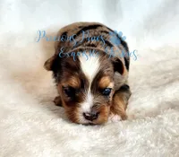 Kayson** RESERVED , a male Yorkshire Terrier for sale in League City, TX – Photo 2 of 6