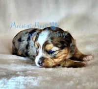 Kayson** RESERVED , a male Yorkshire Terrier for sale in League City, TX – Photo 4 of 6