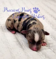 Kayson, a male Yorkshire Terrier for sale in League City, TX – Photo 4 of 4