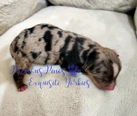 Kayson, a male Yorkshire Terrier for sale in League City, TX – Photo 3 of 4