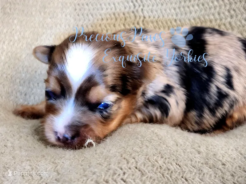 Kayson – Yorkshire Terrier puppy for sale in League City, TX