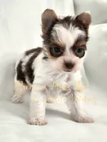 Lainey ** RESERVED , a female Yorkshire Terrier for sale in League City, TX – 7 of 7