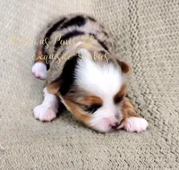 Kira **RESERVED**, a female Yorkshire Terrier for sale in League City, TX – Photo 2 of 5