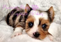 Kira **RESERVED**, a female Yorkshire Terrier for sale in League City, TX – 3 of 3