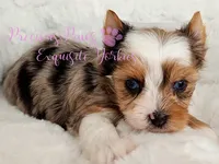Kira **RESERVED**, a female Yorkshire Terrier for sale in League City, TX – 2 of 3